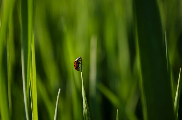 Un petit insecte — Photo