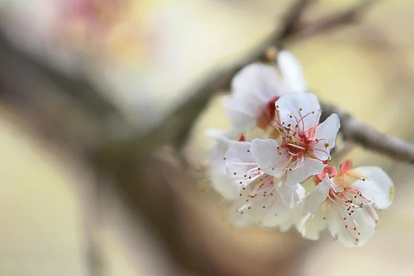 アプリコットの繊細な花 — ストック写真