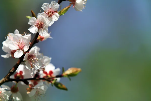 Flores de albaricoque —  Fotos de Stock