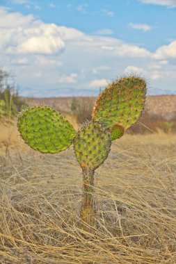 nopales kaktüs