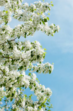 elma çiçeği bahar gökyüzü üzerinde