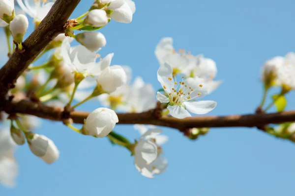 Květ jabloně — Stock fotografie