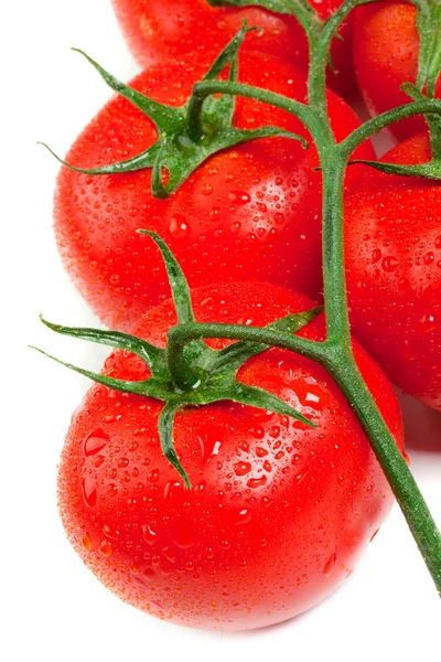 Pomodori freschi isolati — Foto Stock