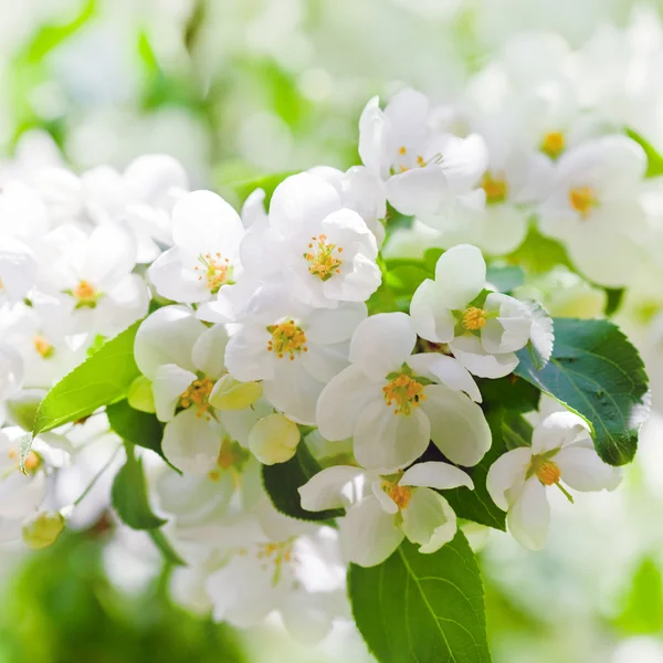 Flores de manzana en primavera — Foto de Stock