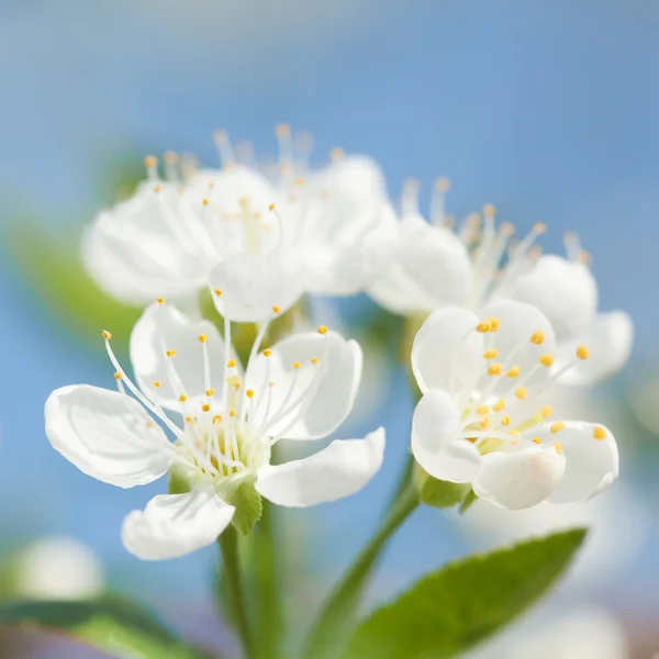 Bloem van appelboom — Stockfoto