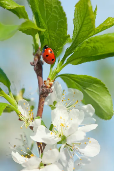 Apple blossoms lieveheersbeestje — Stockfoto