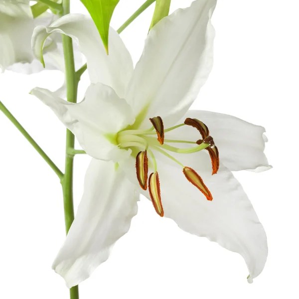 Giglio isolato bianco — Foto Stock