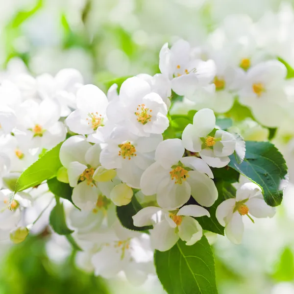 봄의 사과 꽃 — 스톡 사진
