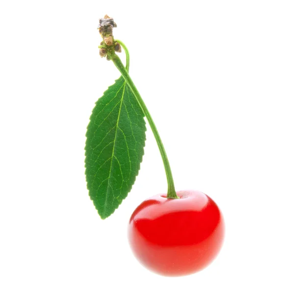 Cereja vermelha madura isolada sobre fundo branco — Fotografia de Stock