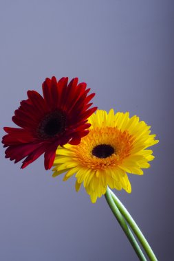 Kırmızı ve sarı gerbera