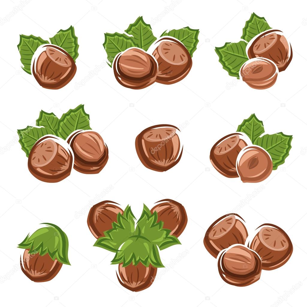 Hazelnut nuts set