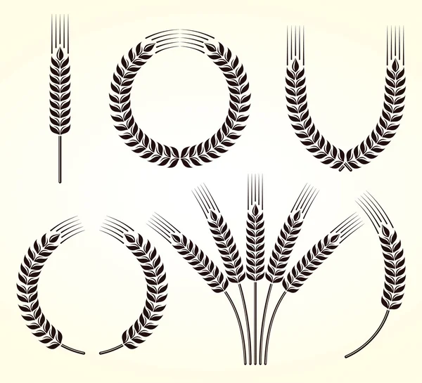 Ears of wheat and rye set — Stock Vector