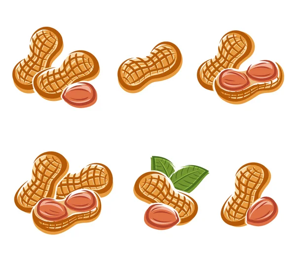 ピーナッツストックベクター ロイヤリティフリーピーナッツイラスト Depositphotos