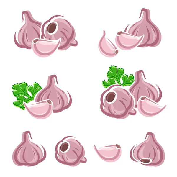 Garlic set — Stock Vector