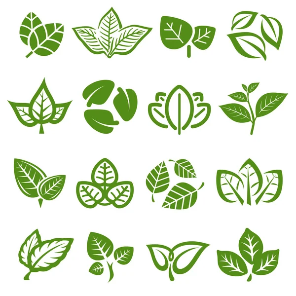 Collection Leafs Leafs Collection Vector Illustration — стоковий вектор