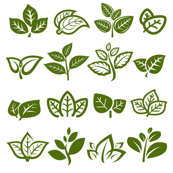 Green Tea Leaf Collection Set Collection Green Tea Leaf Icon Vettoriali Stock Royalty Free