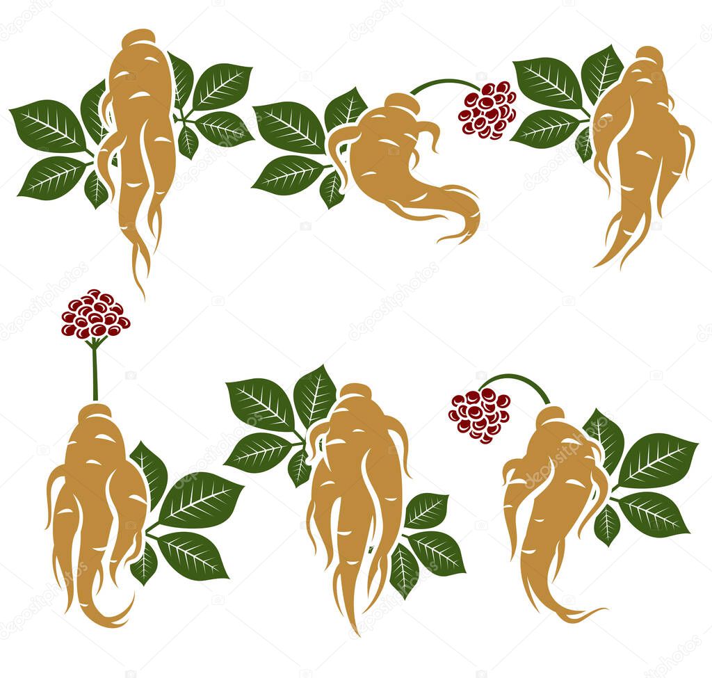 Red ginseng set. Collection icon red ginseng. Vector illustration