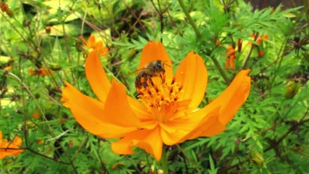 Travailleur Abeille Recueille Pollen Sur Bourgeon Fleur Dans Jardin Activité — Video