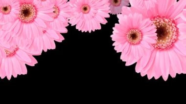 Siyah arka planda pembe Gerbera Çiçeği Düşüyor ve Hareketli Soyut. Bahar mevsimi.