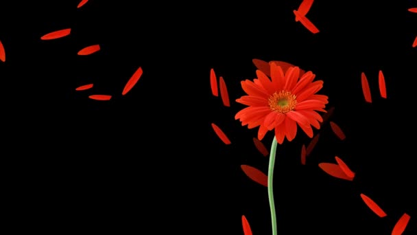 Red Petals Falling Flower Gerbera Blown Away Wind Black Background — Stock Video