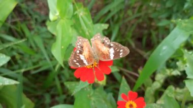 Kelebek güzel bir bahçede bir çiçeği döllüyor. yakın plan görünümü
