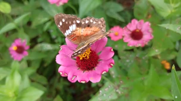 Butterfly Pollinating Flower Beautiful Garden Closeup View — Stock Video