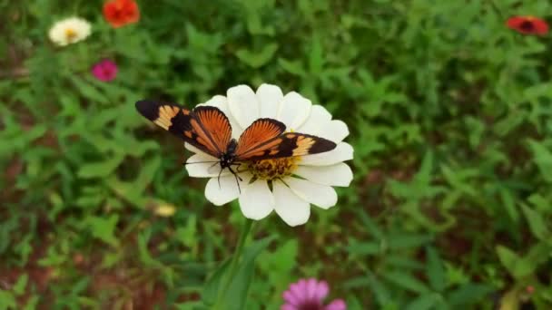 Mariposa Polinizando Una Flor Hermoso Jardín Vista Primer Plano — Vídeo de stock