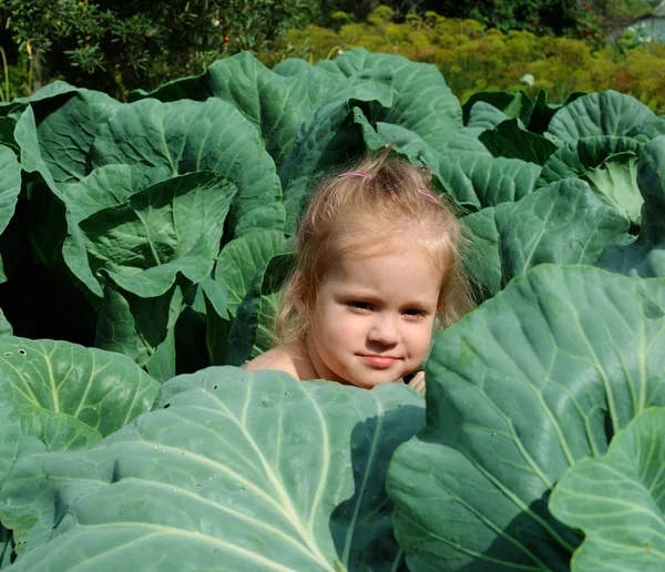 The girl in cabbage — Stock Photo, Image