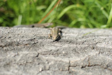 kertenkele kütüğe ısıtılır