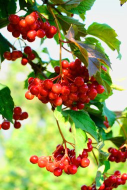 guelder-gül meyveleri bir Bush