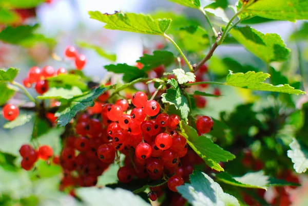 Red currant on a bush — Stock Photo, Image