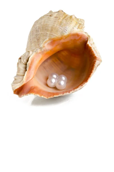 Раковина моллюсков — стоковое фото