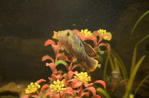 Маленькие рыбы в аквариуме — стоковое фото