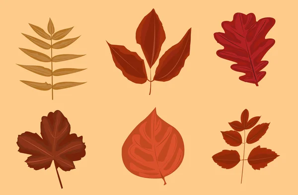 Шесть различных осенних листьев — стоковый вектор