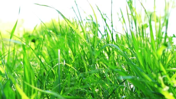 Gros plan sur l'herbe verte