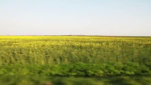 Campo amarelo e verde de carro em movimento — Vídeo de Stock