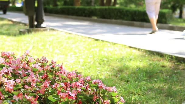 Personnes marchant dans le parc de la ville — Video