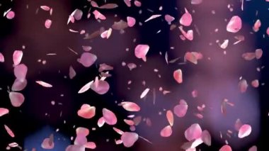 Güzel siyah arka plana pembe gül yaprakları düşüyor. Sevgililer günü, Anneler günü, bahar, yaz, çiçek arkaplan. Kusursuz döngü 4K