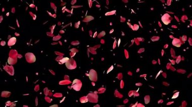 Şeffaf arka planda uçuşan kırmızı gül yaprakları. Sevgililer günü, Anneler günü, bahar, yaz, çiçek arkaplan. Alfa kanalı, 4K döngüsü.