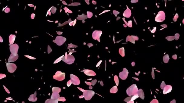 Petali Rosa Che Cadono Sfondo Trasparente San Valentino Festa Della — Video Stock