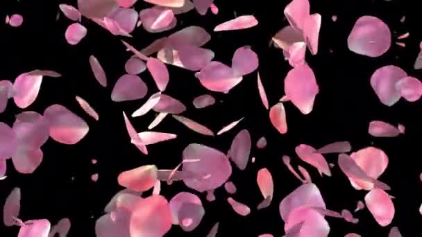 Roze Rozenblaadjes Vallen Transparante Achtergrond Valentijnsdag Moederdag Lente Zomer Bloesem — Stockvideo