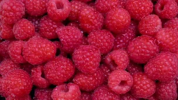 Fresh Raspberries Summer Juicy Fruits Healthy Diet Organic Raspberries Healthy — Stock Video