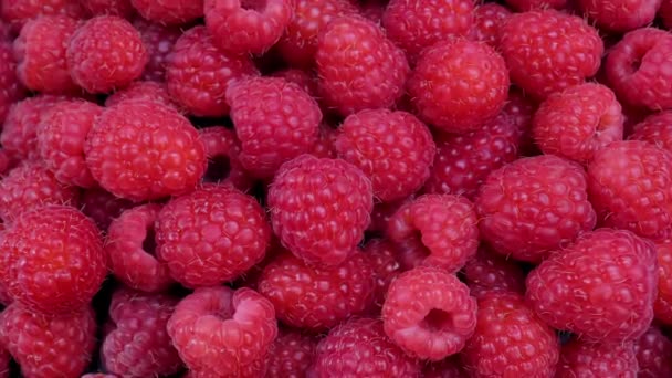 Fresh Raspberry Summer Juicy Fruits Healthy Diet Organic Raspberries Healthy — Stock Video