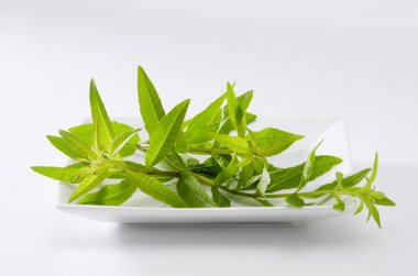 Lemon verbena yaprakları