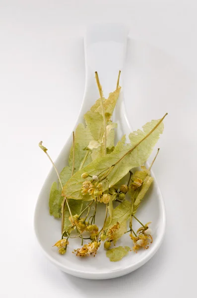 라임 나무 잎 — 스톡 사진