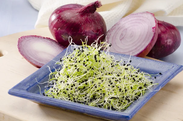 Onion germ sprouts — Stock Photo, Image