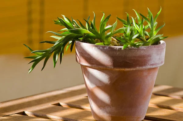 phototropism. güneş ışığına karşı büyüyen bitki.