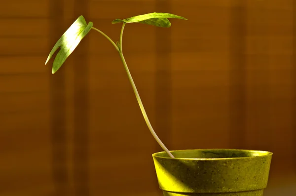 phototropism. güneş ışığına karşı büyüyen bitki.