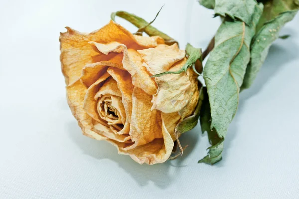 Rosette.