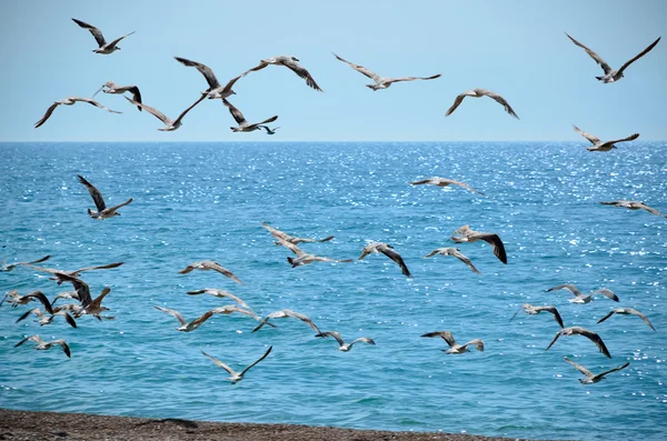 korkmuş martılar denize uçan